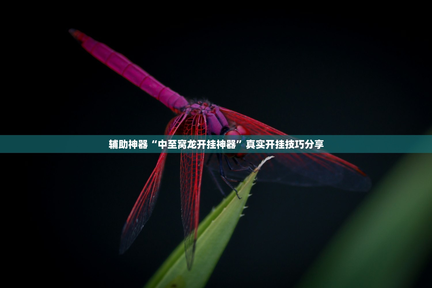 辅助神器“中至窝龙开挂神器	”真实开挂技巧分享
