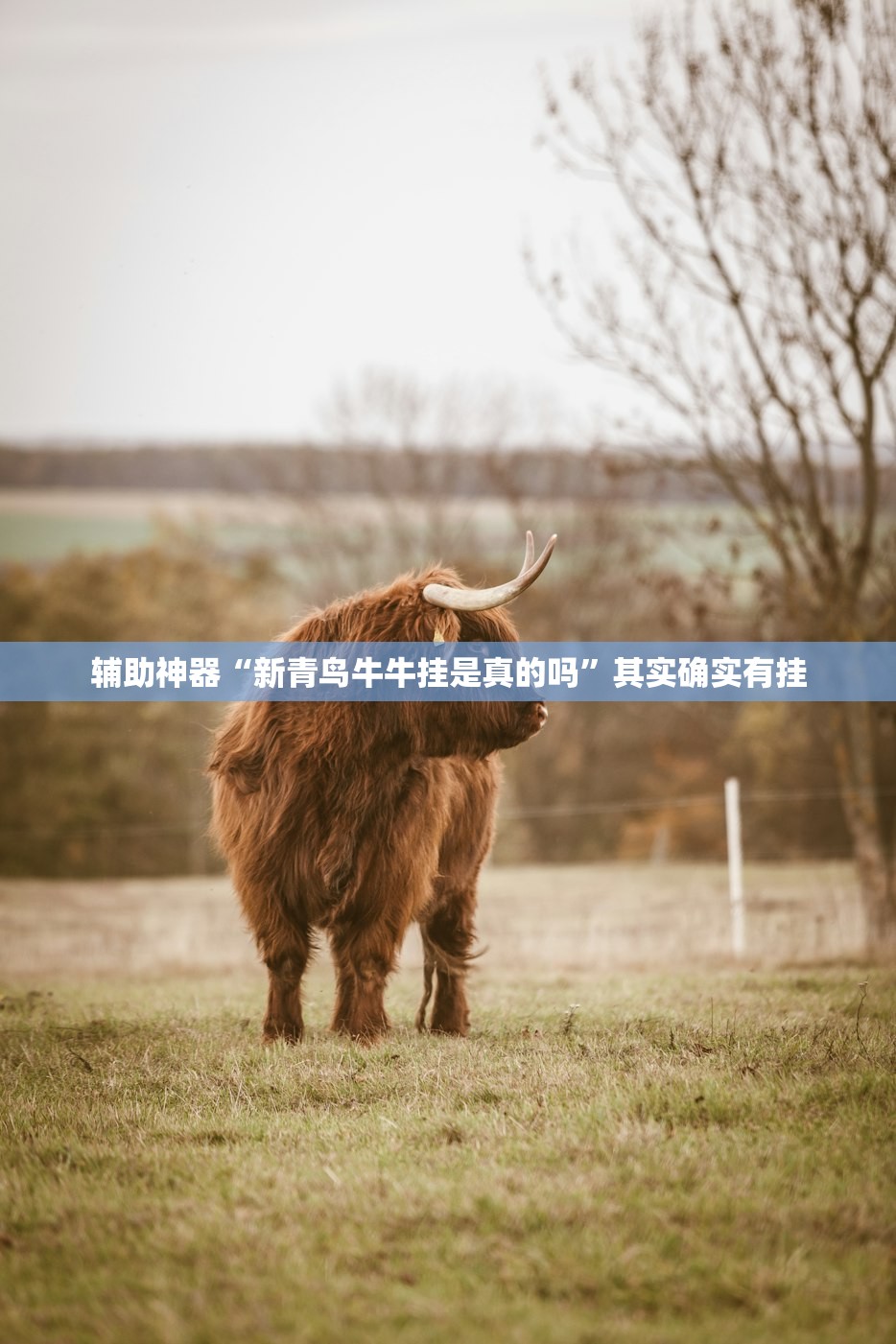 辅助神器“新青鸟牛牛挂是真的吗	”其实确实有挂